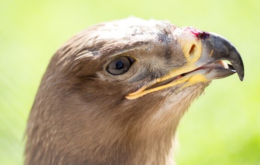 Portrait of an eagle in a park