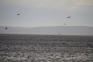 Fototapeta na wymiar Orkney Inseln - Schottland