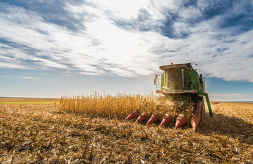 Harvesting of corn field with combine