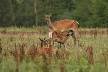 Red deer female with faun during the deer rut in the nature habitat of Czech Republic, european wildlife, wild europa, deer rut, Cervus elaphus.