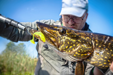 Fish in angler hand. Pike.