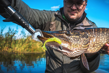 Fish in angler hand. Pike.
