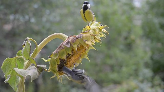Birds pecking sunflower in nature