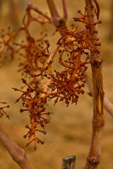 drought vineyard