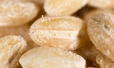 barley as background. macro
