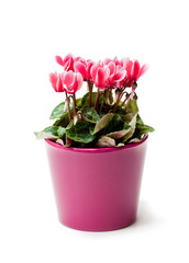Cyclamen  flower in a flowerpot isolated on white