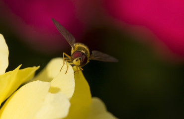 Pestřenka rybízová