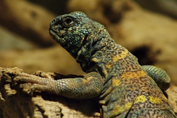 Fototapeta premium Uromastyx ornata, commonly called the ornate mastigure, is a species of lizard in the family Agamidae. The species is endemic to the Middle East.