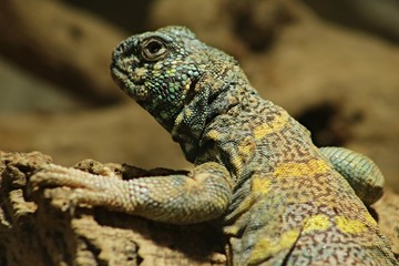Naklejka premium Uromastyx ornata, zwany potocznie mastigure ozdobną, to gatunek jaszczurki z rodziny Agamidae. Gatunek ten występuje endemicznie na Bliskim Wschodzie.