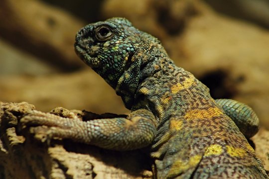 Uromastyx ornata, commonly called the ornate mastigure, is a species of lizard in the family Agamidae. The species is endemic to the Middle East.