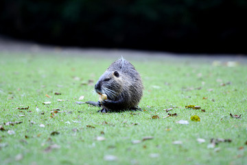 Portrait of a nutria, sitting in the grass, Europe.