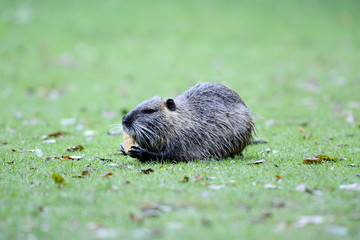 Portrait of a nutria, sitting in the grass, Europe.