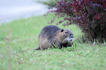 Fototapeta premium Portrait of a nutria, sitting in the grass, Europe.