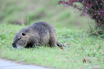 Portrait of a nutria, sitting in the grass, Europe.