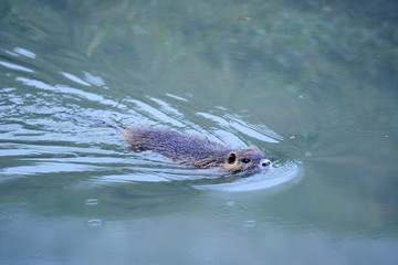 Portrait of a nutria floating in water, Europe.