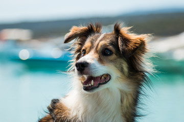 Smiling dog in the summer