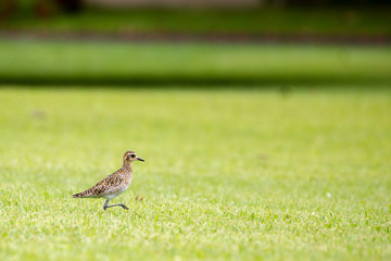 Sibirischer Goldregenpfeifer (Pluvialis fulva) läuft über einen Rasen in Hana, Mauai, Hawaii, USA.
