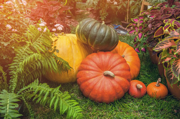 Beautiful mixed color of ripe pumpkins lying on the grass on agricultural land in thanksgiving. Toned. The horizontal frame.