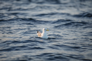 Fototapeta na wymiar bird on sea water