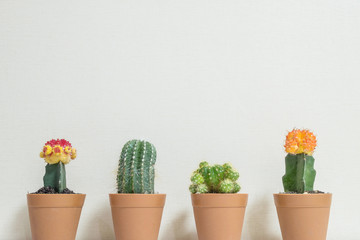 Closeup group of beautiful cactus in brown plastic pot for decorate on blurred cream color wallpaper wall textured background in room with copy space