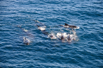 Fototapeta premium Long-finned Pilot Whales