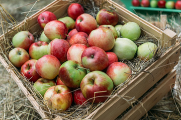 Fresh apples in a wooden box on the hay
