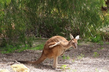 Western grey kangaroo in its natural environment (Yanchep National Park, Western Australia)