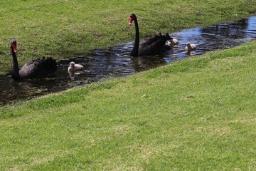 Obraz premium Black swan family swimming in a water channel within a green meadow