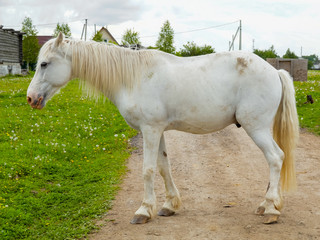 horse eating grass on a green meadow