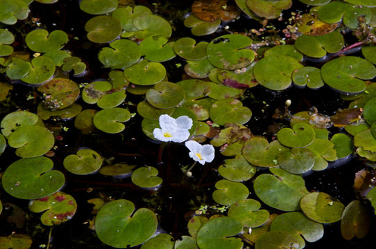 Leaves and white flowers of Frogbit floating on dark water