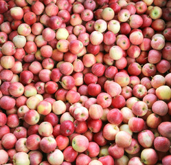 background of red organic apples ready to eat