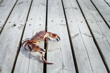 alive crab standing on wooden floor