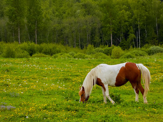 horse eating grass on a green meadow