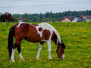 Naklejka na ściany i meble horse eating grass on a green meadow