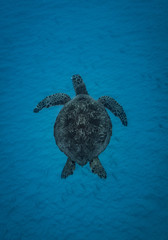 Obraz premium sea turtle