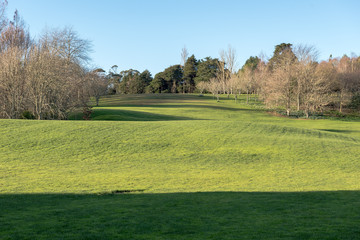 Fototapeta na wymiar Green meadow with some trees under a clear blue sky