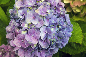 close-up of hydrangea flower after rain