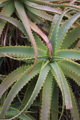 Obraz premium aloe plants in a garden