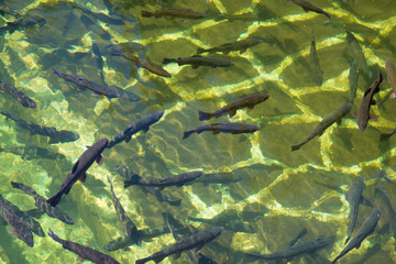 trout in a fish farm