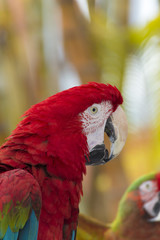 Naklejka premium Ara macao