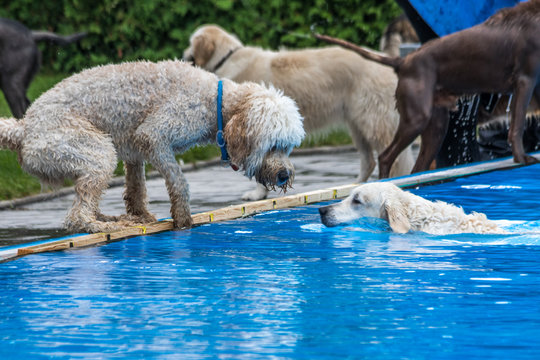 Hundebadetag im Schwimmbad
