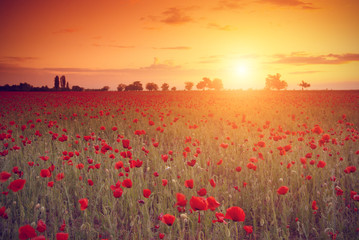Fototapeta na wymiar Field of red poppies in the sunset