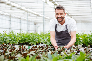 Happy male gardener working in a greenhouse