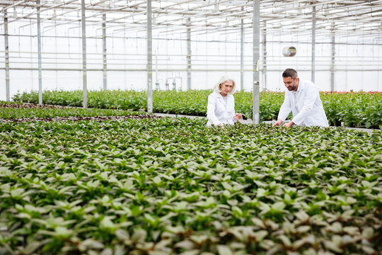Man and woman working with plants