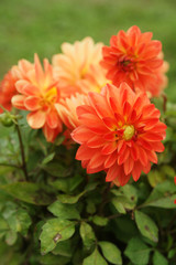 Bright dahlias