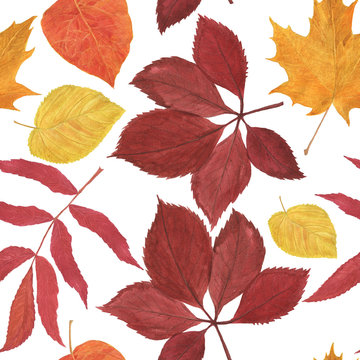 Watercolor painting autumn seamless pattern with yellow, red leaves and rowan berries