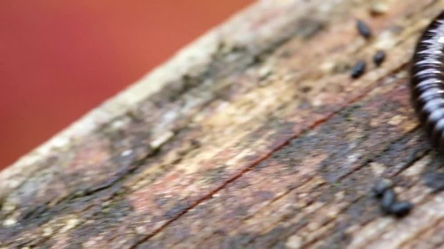 The centipede lies on a wooden railing over the colorful leaves in autumn.