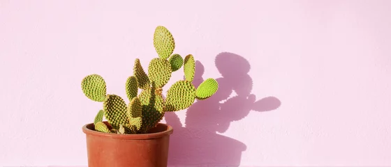 Crédence de cuisine en verre imprimé Cactus Cactus vert dans un pot de fleurs sur fond rose