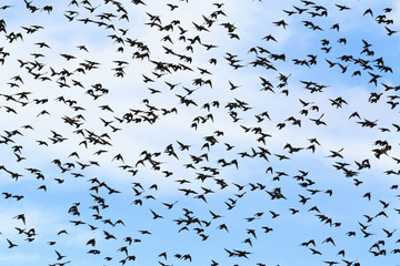 Huge flocks of starlings migrate south