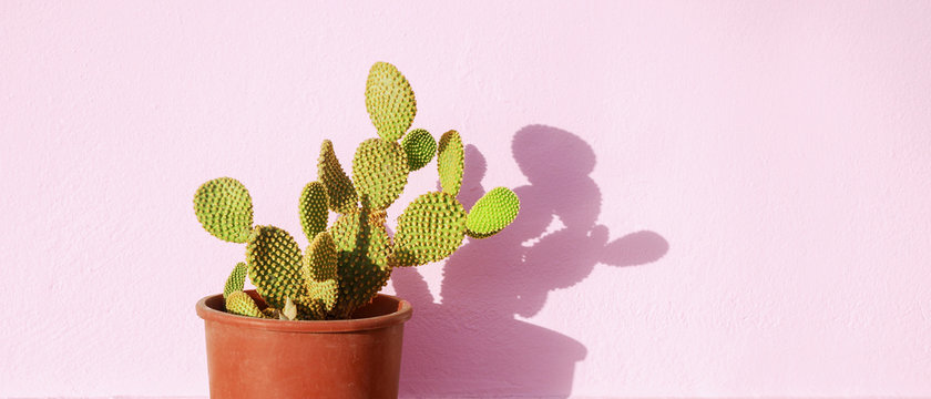 Green cactus in a flowerpot on a pink background